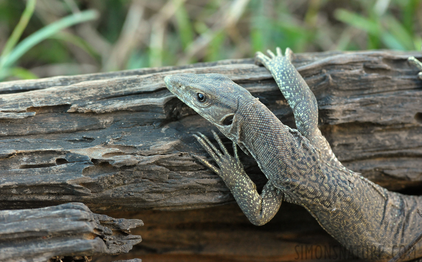 Varanus bengalensis [300 mm, 1/100 Sek. bei f / 7.1, ISO 4000]